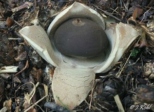 Hvězdovka klenbová - Geastrum fornicatum