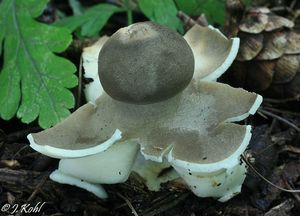 Hvězdovka klenbová - Geastrum fornicatum