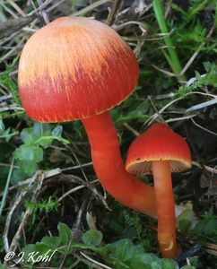 Voskovka šarlatová - Hygrocybe coccinea (Schaeff.) P. Kumm., 1871