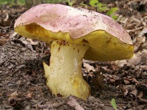 Hřib královský - Butyriboletus regius  (Krombh.) D. Arora & J.L. Frank 2014