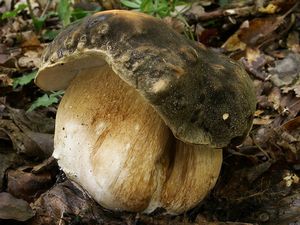 Hřib bronzový - Boletus aereus  Bull. 1789