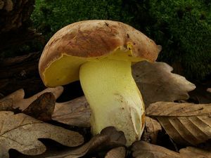 Hřib přívěskatý - Butyriboletus appendiculatus (Schaeff.) D. Arora & J.L. Frank 2014