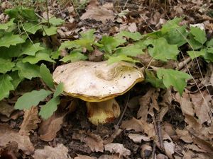 Hřib královský - Butyriboletus regius  (Krombh.) D. Arora & J.L. Frank 2014