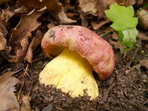 Hřib královský - Butyriboletus regius  (Krombh.) D. Arora & J.L. Frank 2014