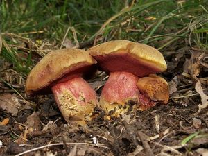 Hřib rubínový - Rubinoboletus rubinus (W.G. Sm.) Pilát & Dermek 1969