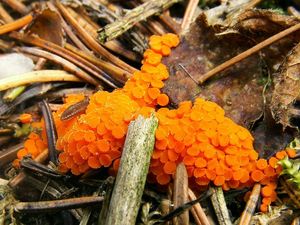 Oranžovka vřetenovýtrusá - Byssonectria terrestris