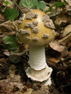 Muchomůrka šupinatá - Amanita ceciliae  (Berk. & Broome) Bas 1984