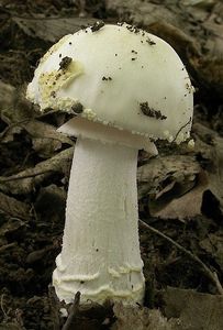 Muchomůrka drsná - Amanita franchetii  (Boud.) Fayod 1889