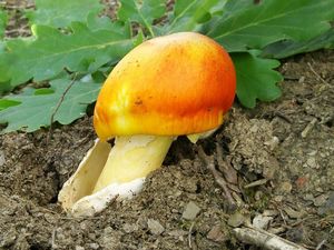 Muchomůrka císařka - Amanita caesarea (Scop. ex Fr.) Grev.