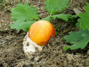 Muchomůrka císařka - Amanita caesarea (Scop. ex Fr.) Grev.