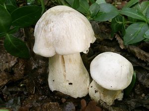 Závojenka olovová - Entoloma sinuatum (Bull.) P. Kumm. 1871