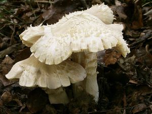 Závojenka olovová - Entoloma sinuatum (Bull.) P. Kumm. 1871