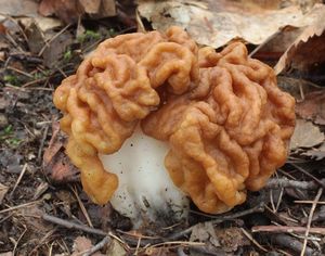 Klikni pro velký obrázek