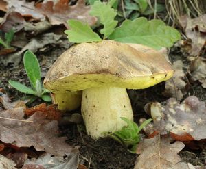 Klikni pro velký obrázek