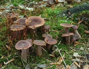 Ryzec kafrový - Lactarius camphoratus  (Bull.) Fr. 1838