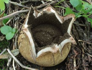 Hvězdovka vlasohlavá - Geastrum melanocephalum  (Czern.) V.J. Staněk (1956)