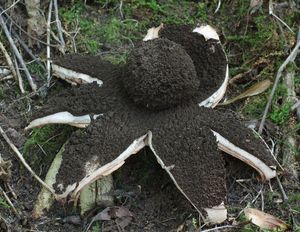 Hvězdovka vlasohlavá - Geastrum melanocephalum  (Czern.) V.J. Staněk (1956)