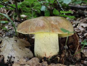 Klikni pro velký obrázek