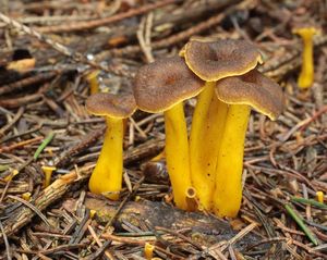 Liška nálevkovitá - Cantharellus tubaeformis