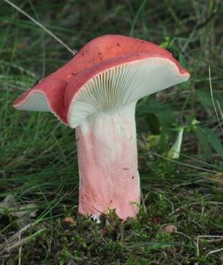 Holubinka sličná - Russula rosea Pers. 1796