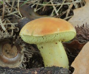 Hřib moravský - Aureoboletus moravicus (Vacek) Klofac 2010