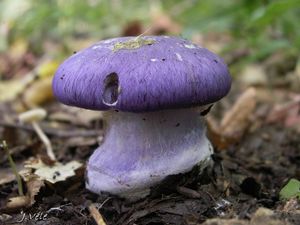 Pavučinec zářivě fialový - Cortinarius terpsichores var.calosporus Melot