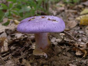Pavučinec zářivě fialový - Cortinarius terpsichores var.calosporus Melot