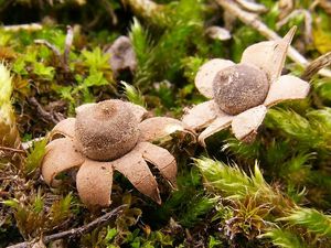 Hvězdovka uherská - Geastrum hungaricum  Hollós (1901)