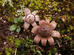 Hvězdovka uherská - Geastrum hungaricum  Hollós (1901)