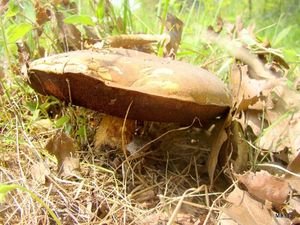 Klikni pro velký obrázek