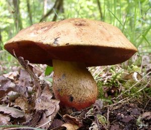 Klikni pro velký obrázek