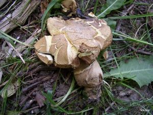 Klikni pro velký obrázek