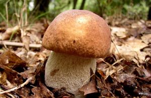 Klikni pro velký obrázek