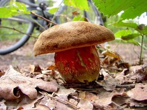 Klikni pro velký obrázek