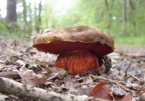 Klikni pro velký obrázek