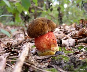 Klikni pro velký obrázek