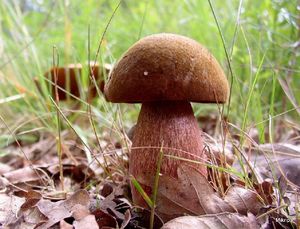 Klikni pro velký obrázek