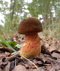 Klikni pro velký obrázek