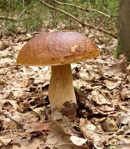 Klikni pro velký obrázek