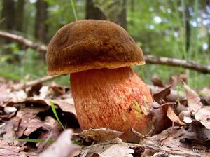 Klikni pro velký obrázek