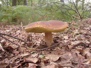 Klikni pro velký obrázek