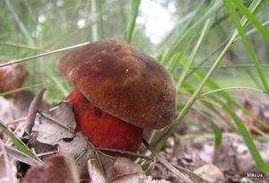 Klikni pro velký obrázek