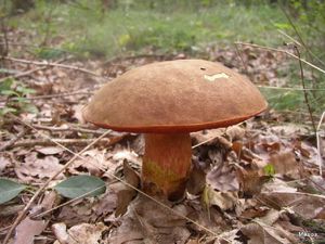 Klikni pro velký obrázek