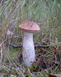 Klikni pro velký obrázek