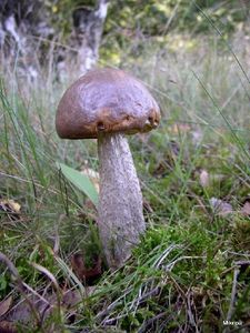 Klikni pro velký obrázek