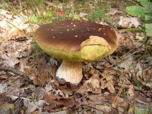 Klikni pro velký obrázek