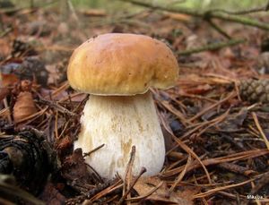 Klikni pro velký obrázek