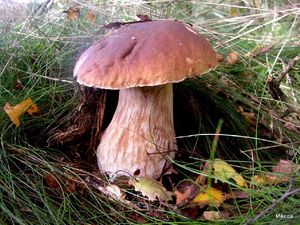 Klikni pro velký obrázek