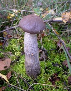 Klikni pro velký obrázek