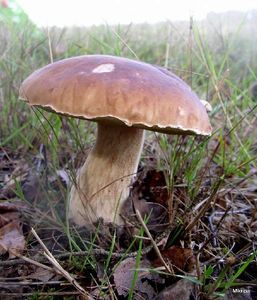 Klikni pro velký obrázek